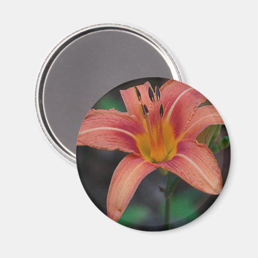 Lovely Tawny Daylily Apparel en Gifts Magneet (Voorkant / Achterkant)