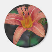 Lovely Tawny Daylily Apparel en Gifts Magneet (Voorkant)
