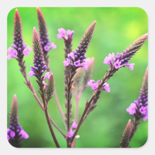 Lovely Vervain Wildflower Floral Vierkante Sticker (Voorkant)