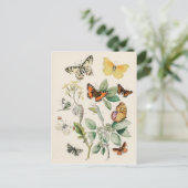 Lovely vintage illustration of butterflies briefkaart (Staand voorkant)