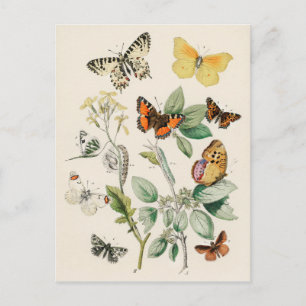Lovely vintage illustration of butterflies briefkaart