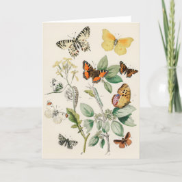 Lovely vintage illustration of butterflies kaart