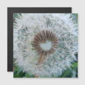 Lovely White Dandelio (Voorkant / Achterkant)