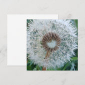 Lovely White Dandelion (Voorkant / Achterkant)