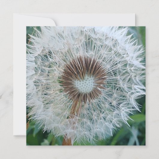 Lovely White Dandelion (Voorkant)