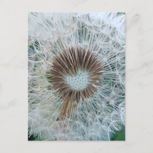 Lovely White Dandelion Briefkaart