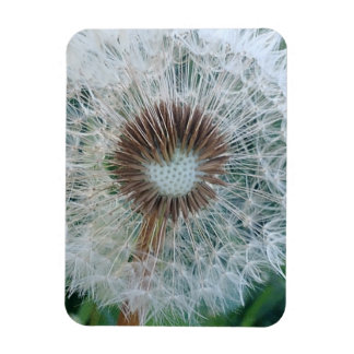 Lovely White Dandelion Magneet