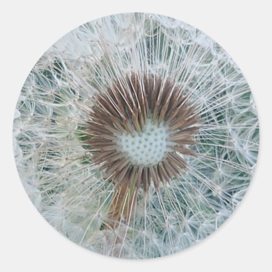 Lovely White Dandelion Ronde Sticker (Voorkant)