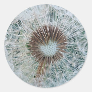 Lovely White Dandelion Ronde Sticker
