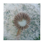 Lovely White Dandelion Tegeltje (Voorkant)
