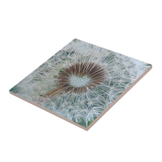 Lovely White Dandelion Tegeltje (Zijkant)