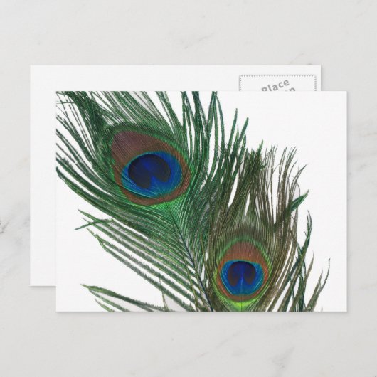 Lovely White Peacock Feather Briefkaart (Voorkant / Achterkant)