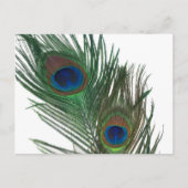 Lovely White Peacock Feather Briefkaart (Voorkant)