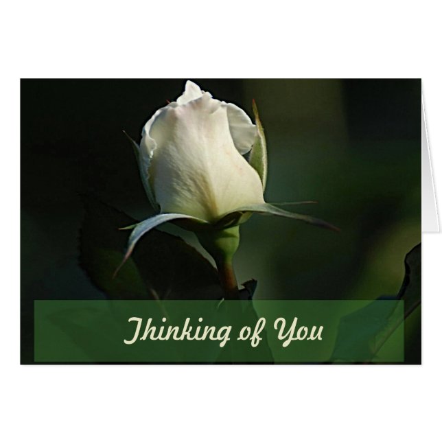 Lovely White Rosebud wenskaart (Voorkant Horizontaal)