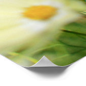 Lovely Yellow Cosmos Clear Blue Sky Flower Field Poster (Hoek)