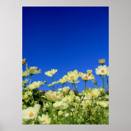 Lovely Yellow Cosmos Clear Blue Sky Flower Field Poster (Voorkant)