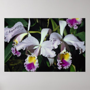 LovelyOrchid, cattleya-hybride, cattleya (trianae  Poster