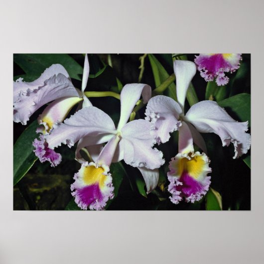 LovelyOrchid, cattleya-hybride, cattleya (trianae  Poster (Voorkant)