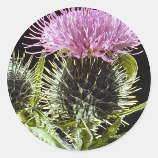 LovelySpear thistle, cirsium vulgare Ronde Sticker (Voorkant)