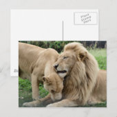 Lover Lions Briefkaart (Voorkant / Achterkant)