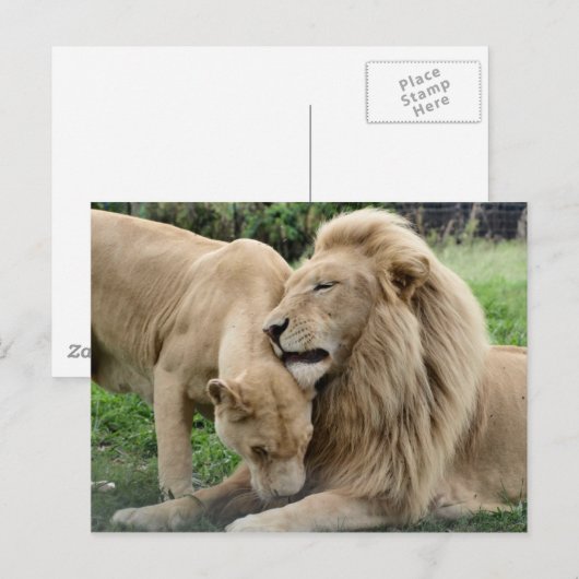 Lover Lions Briefkaart (Voorkant / Achterkant)