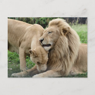 Lover Lions Briefkaart