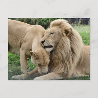 Lover Lions Briefkaart