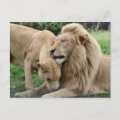 Lover Lions Briefkaart (Voorkant)
