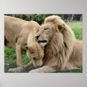 Lover Lions in Zuid-Afrika Poster (Voorkant)