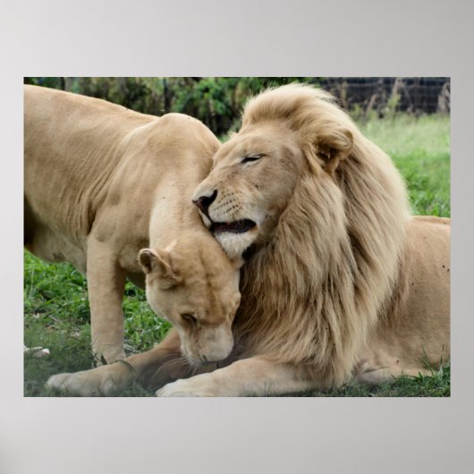 Lover Lions in Zuid-Afrika Poster (Voorkant)