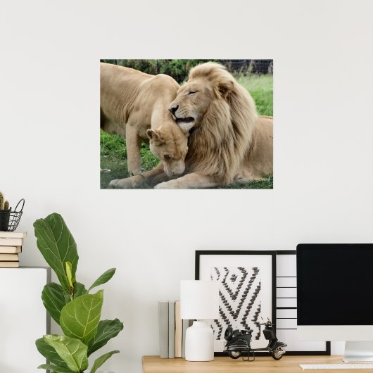 Lover Lions in Zuid-Afrika Poster (Thuiskantoor)