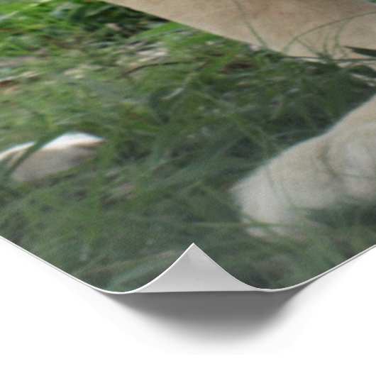 Lover Lions in Zuid-Afrika Poster (Hoek)