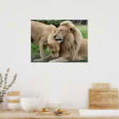 Lover Lions in Zuid-Afrika Poster (Keuken)