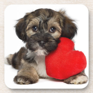 Lover Valentijn Havanese Puppy Dog Drankjes Onderzetter
