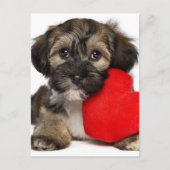 Lover Valentijn Havanese Puppy Dog Feestdagenkaart (Voorkant)