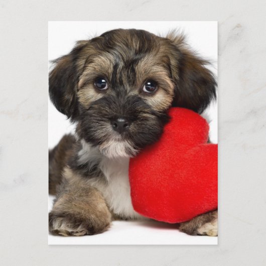 Lover Valentijn Havanese Puppy Dog Feestdagenkaart (Voorkant)