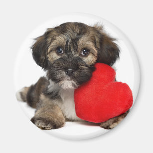 Lover Valentijn Havanese Puppy Dog Magneet