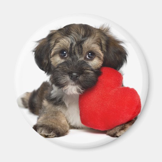 Lover Valentijn Havanese Puppy Dog Magneet (Voorkant)