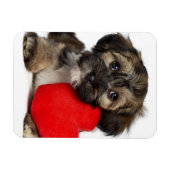 Lover Valentijn Havanese Puppy Dog Magneet (Horizontaal)