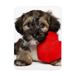 Lover Valentijn Havanese Puppy Dog Magneet