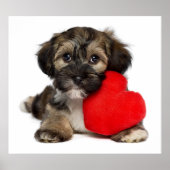 Lover Valentijn Havanese Puppy Dog Poster (Voorkant)