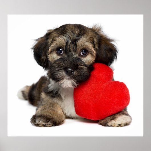 Lover Valentijn Havanese Puppy Dog Poster (Voorkant)