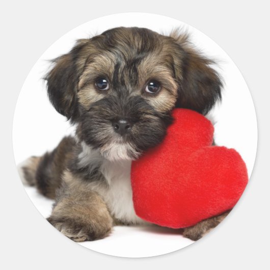 Lover Valentijn Havanese Puppy Dog Ronde Sticker (Voorkant)