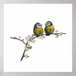 Lovevogels op een kerry blossom tak wit poster
