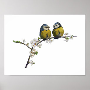 Lovevogels op een kerry blossom tak wit poster