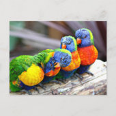 Lovey-Dovey Parrots Briefkaart (Voorkant)