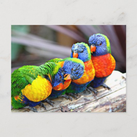 Lovey-Dovey Parrots Briefkaart (Voorkant)