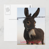 Lovin' Long Ears Briefkaart (Voorkant / Achterkant)