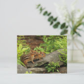 Loving Baby Chipmunk Siblings Briefkaart (Staand voorkant)