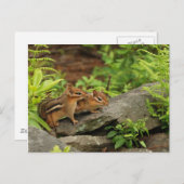 Loving Baby Chipmunk Siblings Briefkaart (Voorkant / Achterkant)